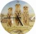 Meerkat Glass Faced Clock.
